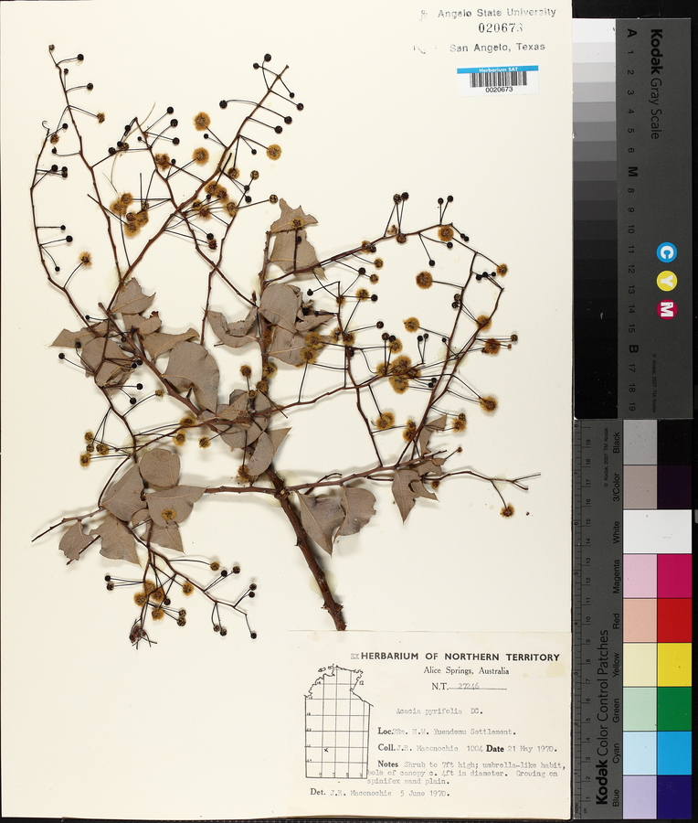 Acacia pyrifolia image