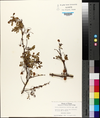 Senegalia roemeriana image