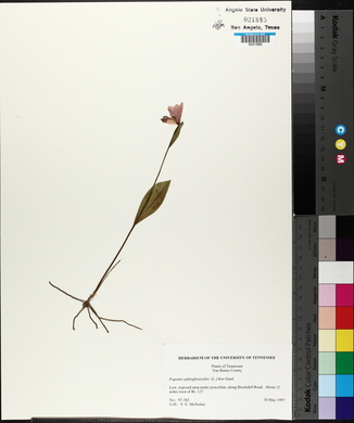 Pogonia ophioglossoides image