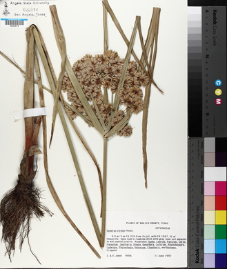 Cyperus virens image