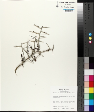 Ziziphus obtusifolia image