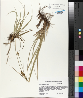 Carex xalapensis image