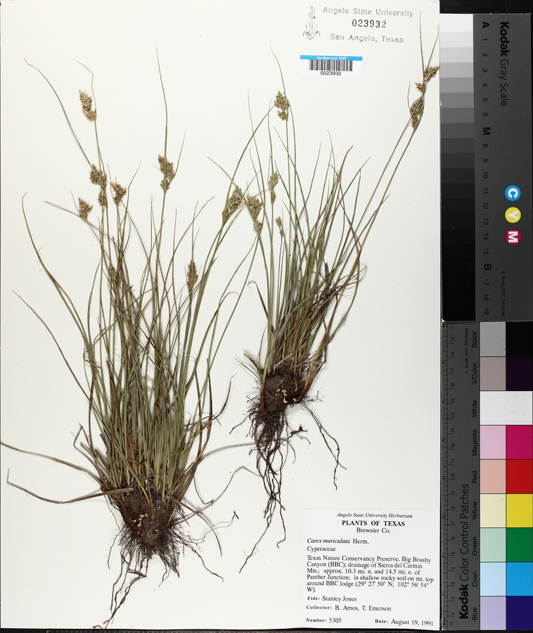 Carex muriculata image