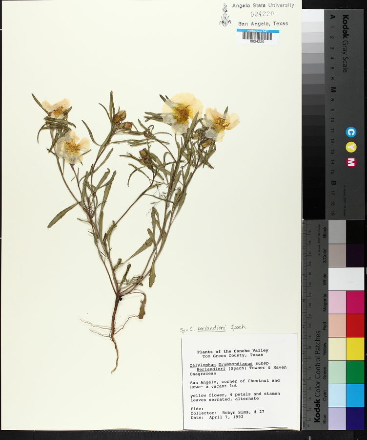 Oenothera berlandieri image