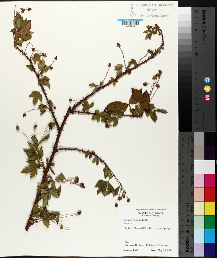 Rubus persistens image