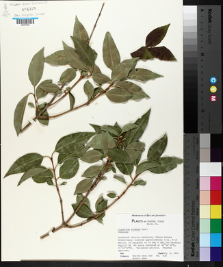 Ligustrum sinense image