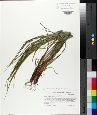 Carex edwardsiana image