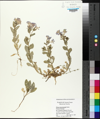 Phlox drummondii image