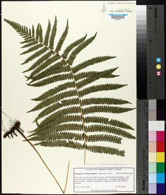 Thelypteris kunthii image