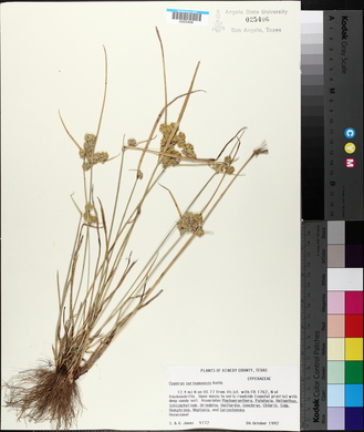 Cyperus surinamensis image