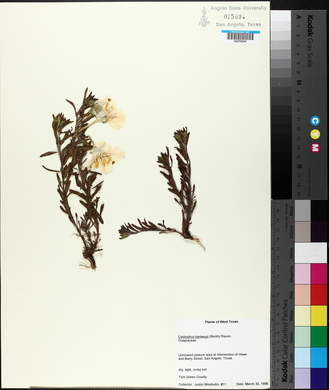 Calylophus hartwegii subsp. hartwegii image