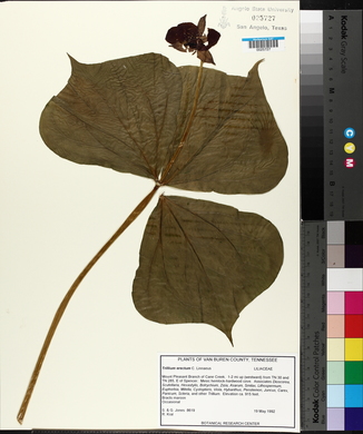 Trillium erectum image