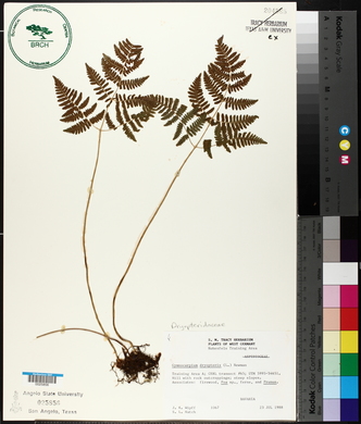 Gymnocarpium dryopteris image