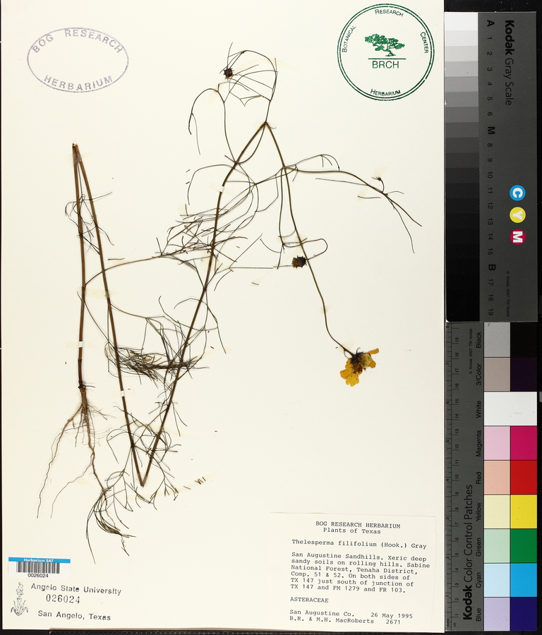 Thelesperma filifolium image