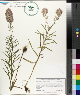 Liatris elegans image