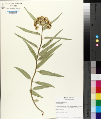 Asclepias asperula image