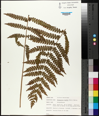 Thelypteris kunthii image