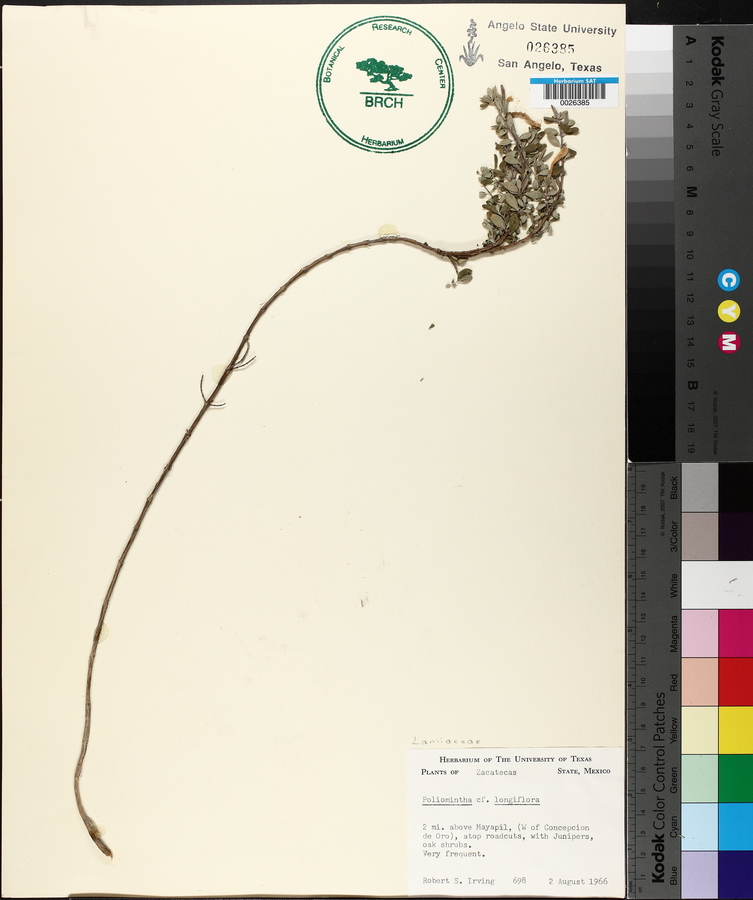 Poliomintha longiflora image