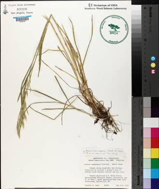 Bromus commutatus image