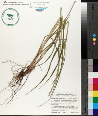 Lolium perenne subsp. multiflorum image