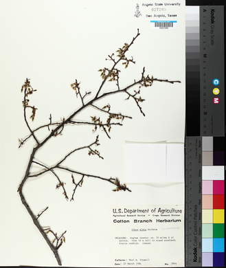 Ulmus alata image