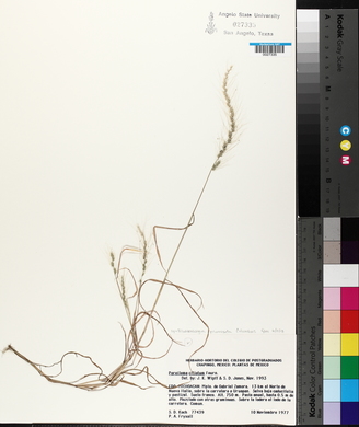 Muhlenbergia plumiseta image