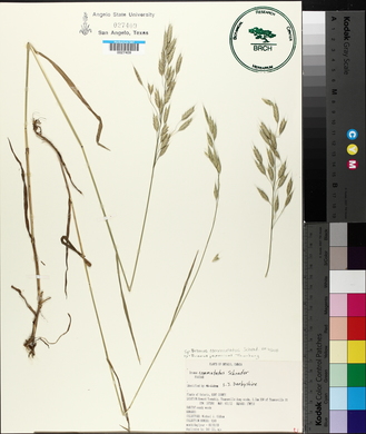 Bromus commutatus image