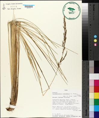 Calamagrostis intermedia image