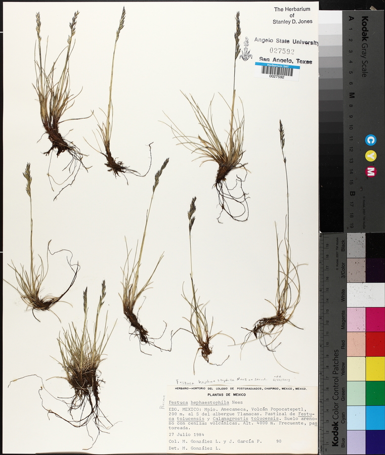 Festuca hephaestophila image