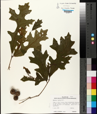 Quercus lyrata image