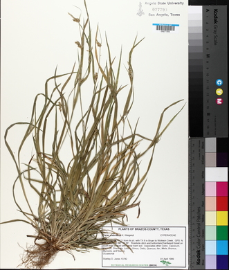 Carex crebriflora image