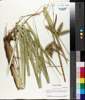 Carex comosa image