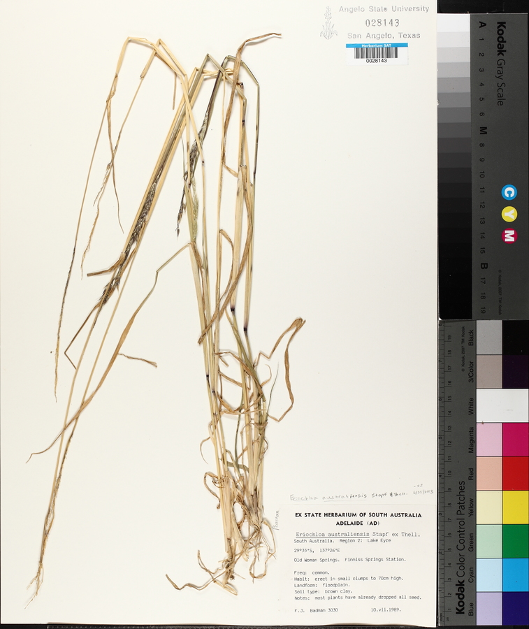 Eriochloa australiensis image