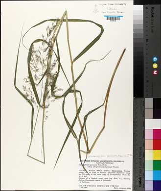 Calamagrostis purpurea image