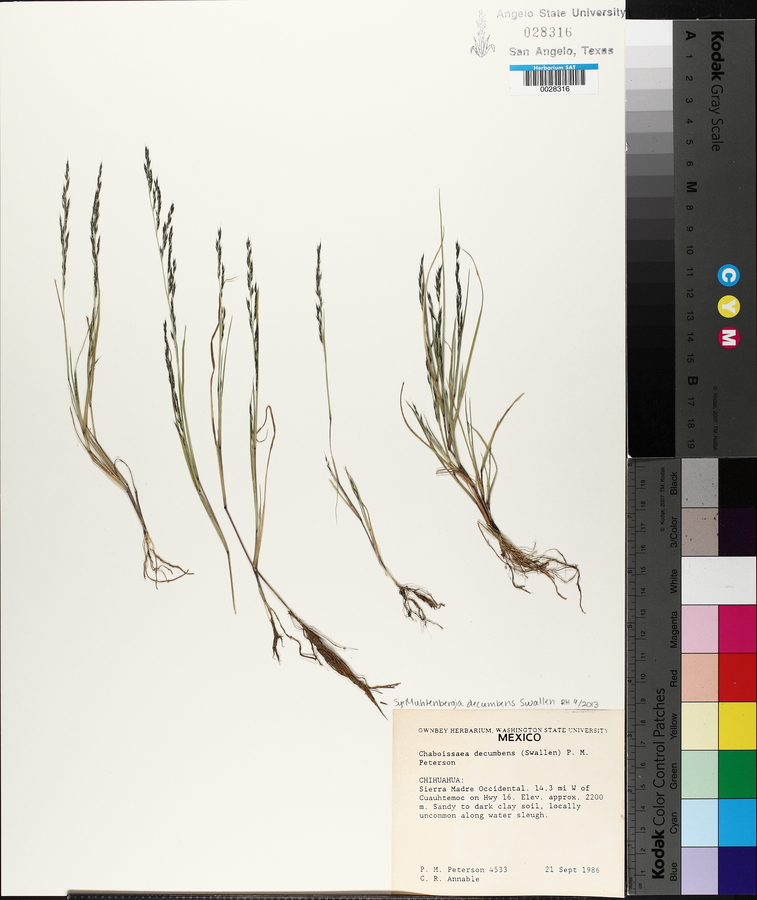 Muhlenbergia decumbens image