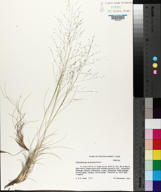 Muhlenbergia arenicola image