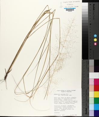 Eragrostis airoides image