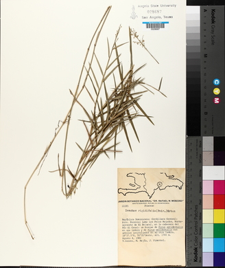 Isachne rigidifolia image