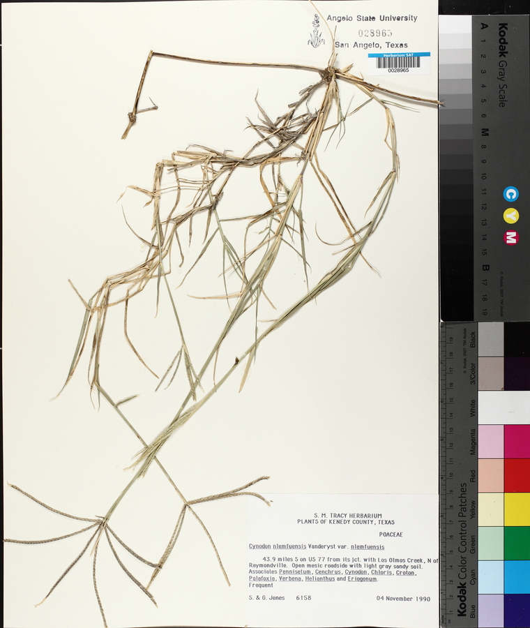 Cynodon nlemfuensis image