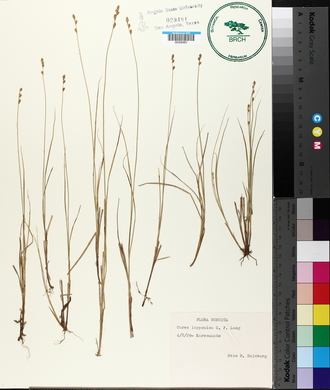 Carex lapponica image