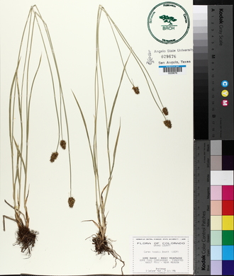 Carex hoodii image