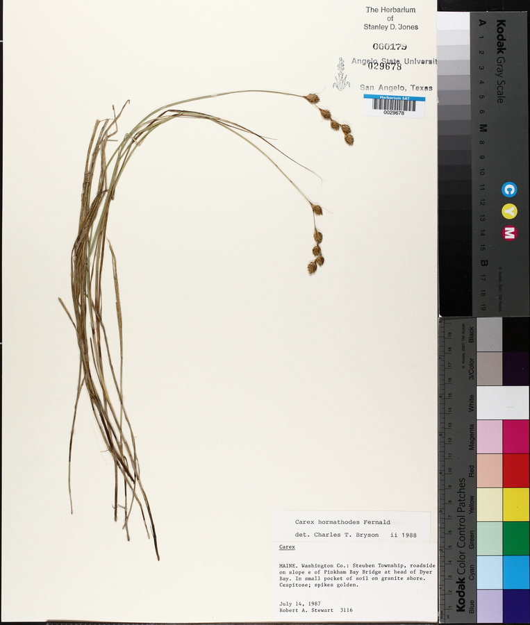 Carex hormathodes image