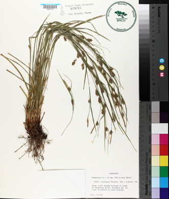 Carex corrugata image