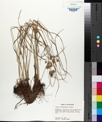 Cyperus pseudovegetus image