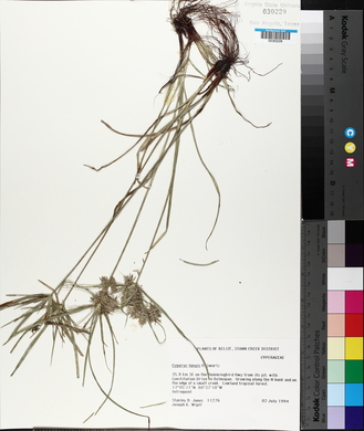 Cyperus tenuis image