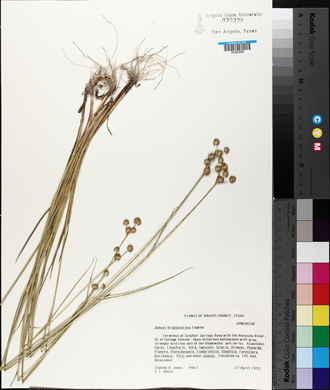 Juncus brachycarpus image