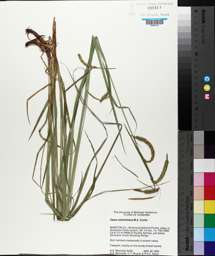 Carex mitchelliana image