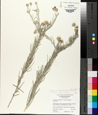 Vernonia larseniae image