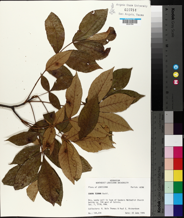 Carya texana image