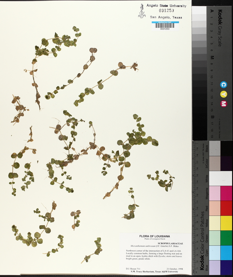 Micranthemum umbrosum image